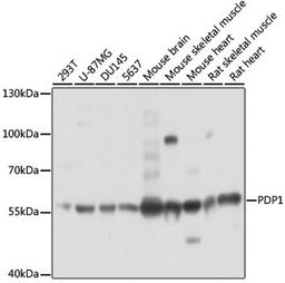 Western blot - PDP1 antibody (A14545)