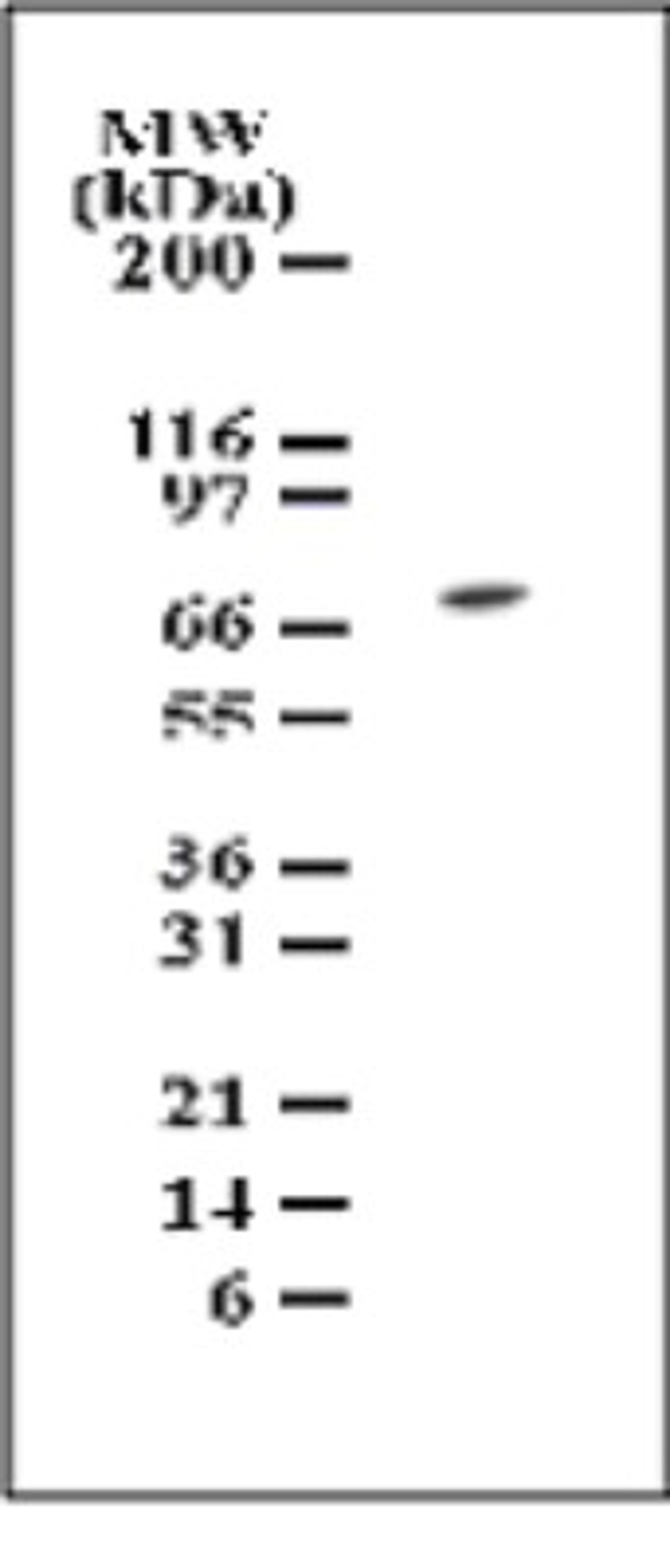 Western Blot: TAK1 Antibody [NB100-56363] - Western blot analysis of TAK1 in cell lysates from NIH 3T3 cells using NB100-56363 at 1 ug/ml dilution.