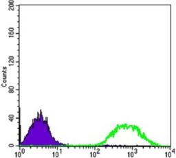 Flow Cytometry: Ets-1 Antibody (8A8) [NBP2-22169] - Flow cytometric analysis of Jurkat cells using anti-ETS1 mAb (green) and negative control (purple).