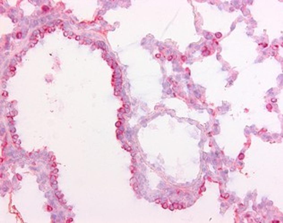 Immunohistochemistry-Paraffin: Surfactant protein D Antibody (1.7) [NBP1-41050] - Staining of frozen pig lung with Mouse anti pig Surfactant Protein D