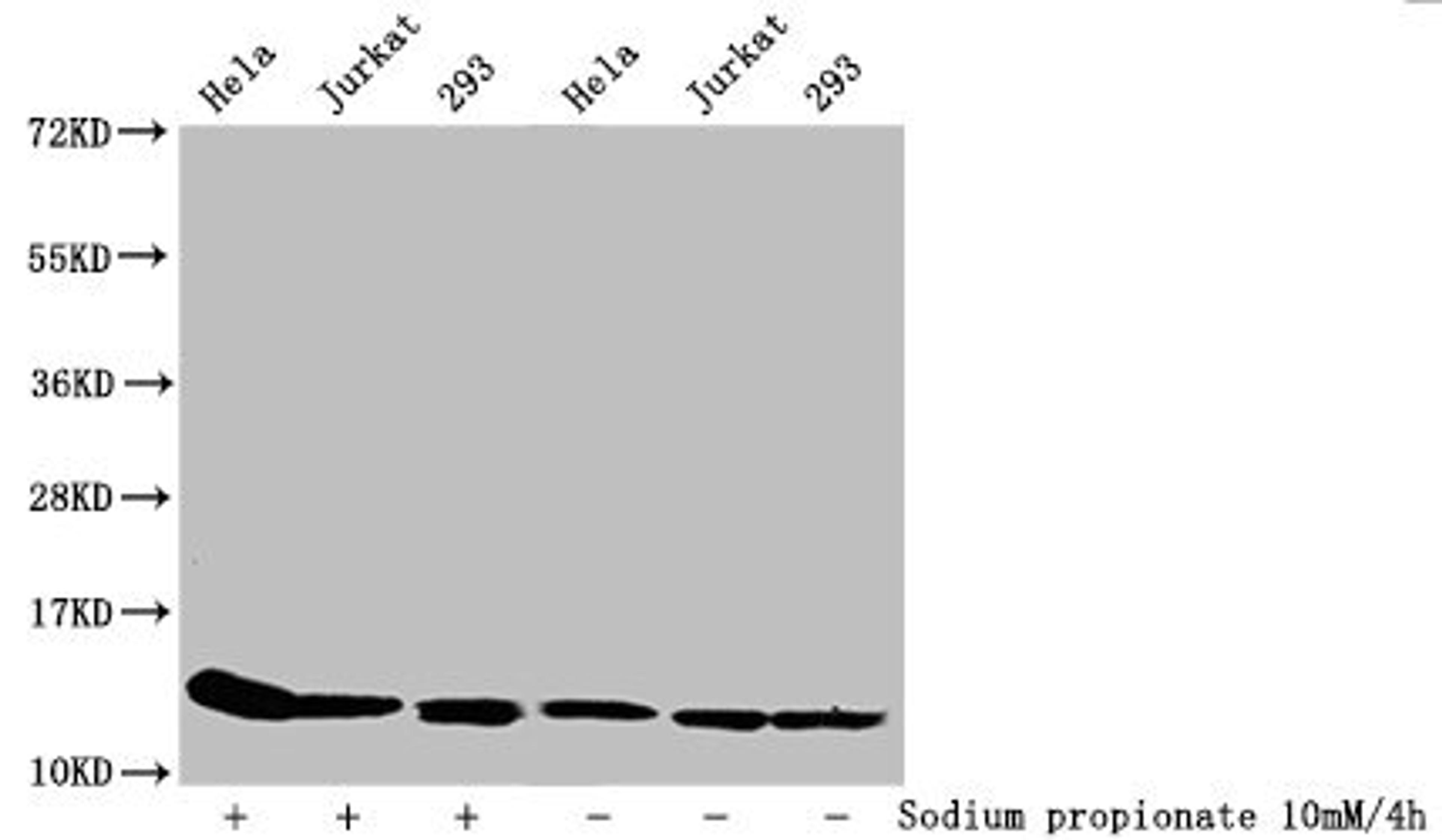 Western Blot. Detected samples: Hela whole cell lysate, Jurkat whole cell lysate, 293 whole cell lysate; Untreated (-) or treated (+) with 10mM Sodium propionate for 4h. All lanes: HIST1H4A antibody at 1:1000. Secondary. Goat polyclonal to rabbit IgG at 1/40000 dilution. Predicted band size: 12 kDa. Observed band size: 12 kDa