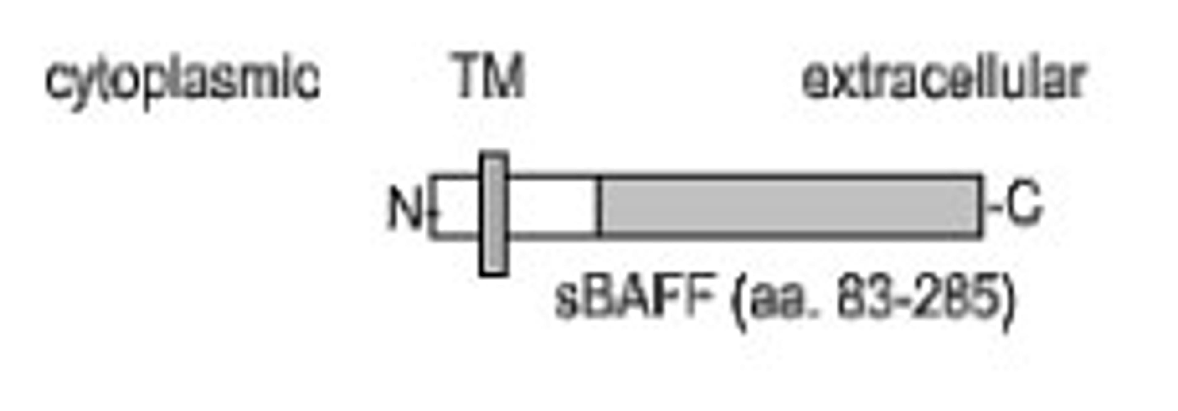 The immunogen is recombinant human soluble BAFF, amino acids 83-285. Anti-BAFF (MAb Buffy-1) recognizes the stalk region present in the membrane-bound form of hBAFF. Schematic structure of human soluble BAFF (rec.) (aa 83-285) as seen in this image.