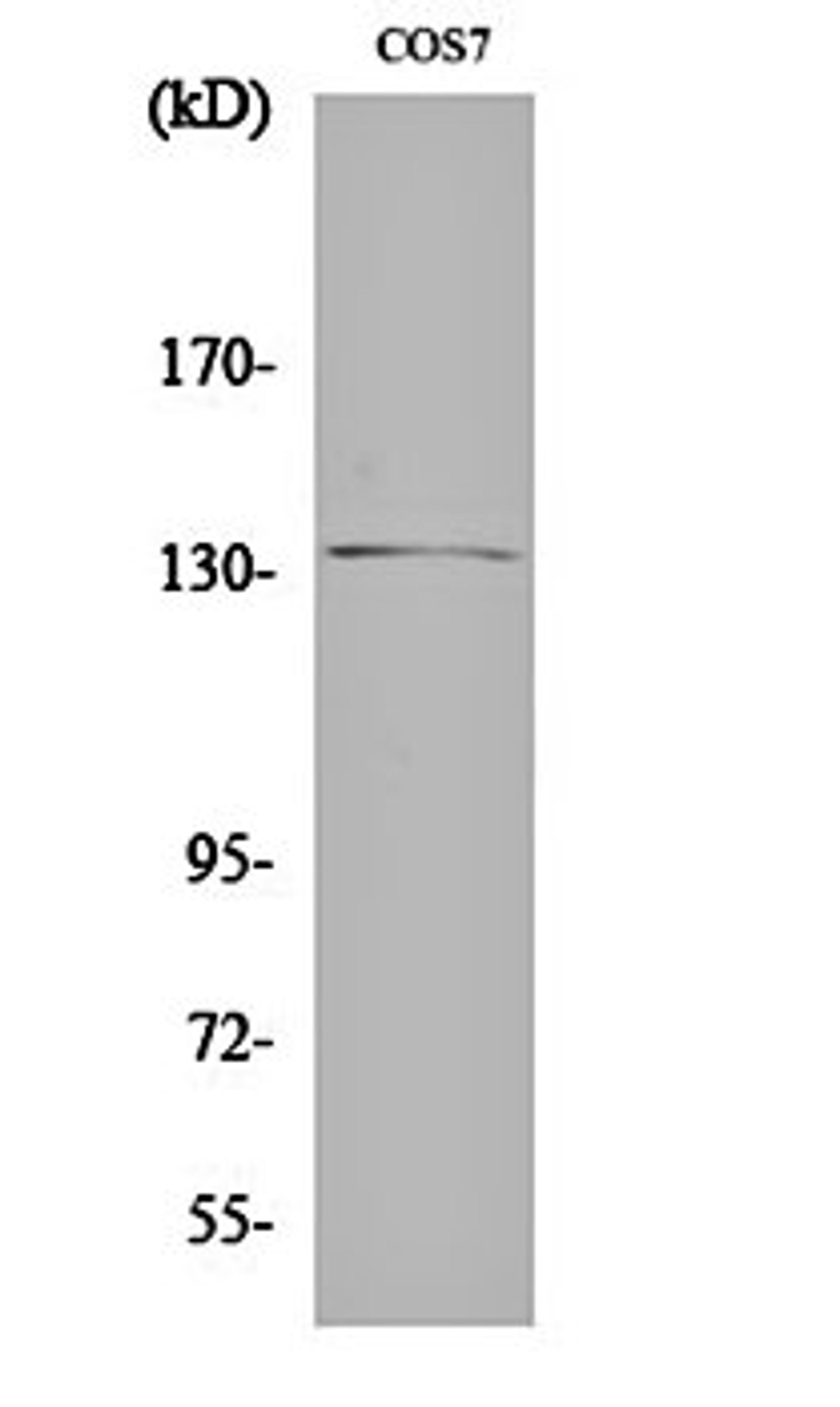 Western blot analysis of COS7 cell lysates using Abl1 antibody