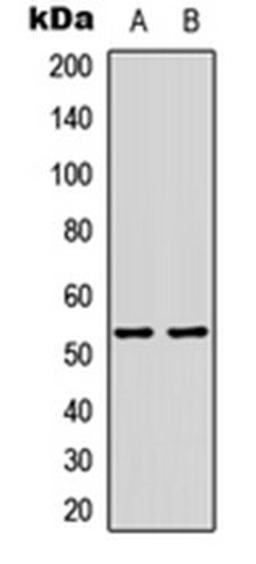 Western blot analysis of HepG2 (Lane 1), H9C2 (Lane 2) whole cell lysates using p53 (AcK386) antibody