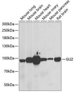 Western blot - GLI2 antibody (A6510)