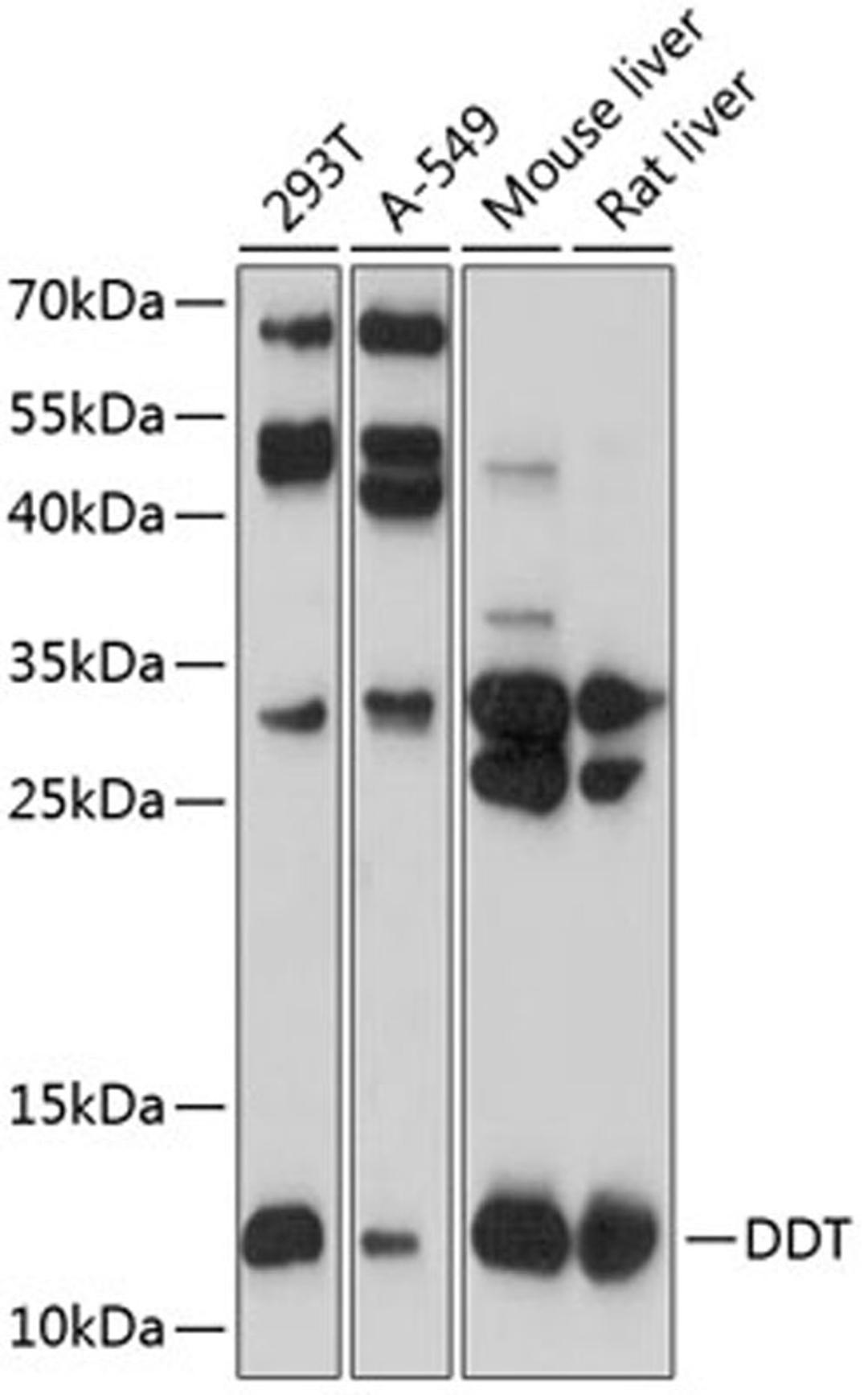 Western blot - DDT antibody (A8816)