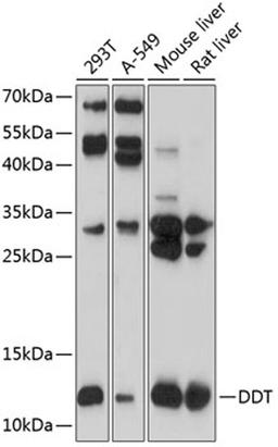 Western blot - DDT antibody (A8816)