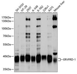 Western blot - ERVFRD-1 antibody (A10162)