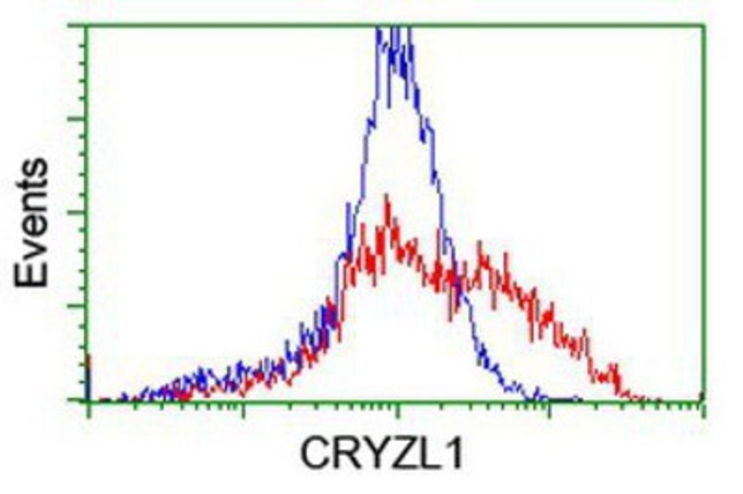 Flow Cytometry: CRYZL1 Antibody (2F9) [NBP2-02012] - HEK293T cells transfected with either overexpression plasmid (Red) or empty vector control plasmid (Blue) were immunostained by anti-CRYZL1 antibody, and then analyzed by flow cytometry.