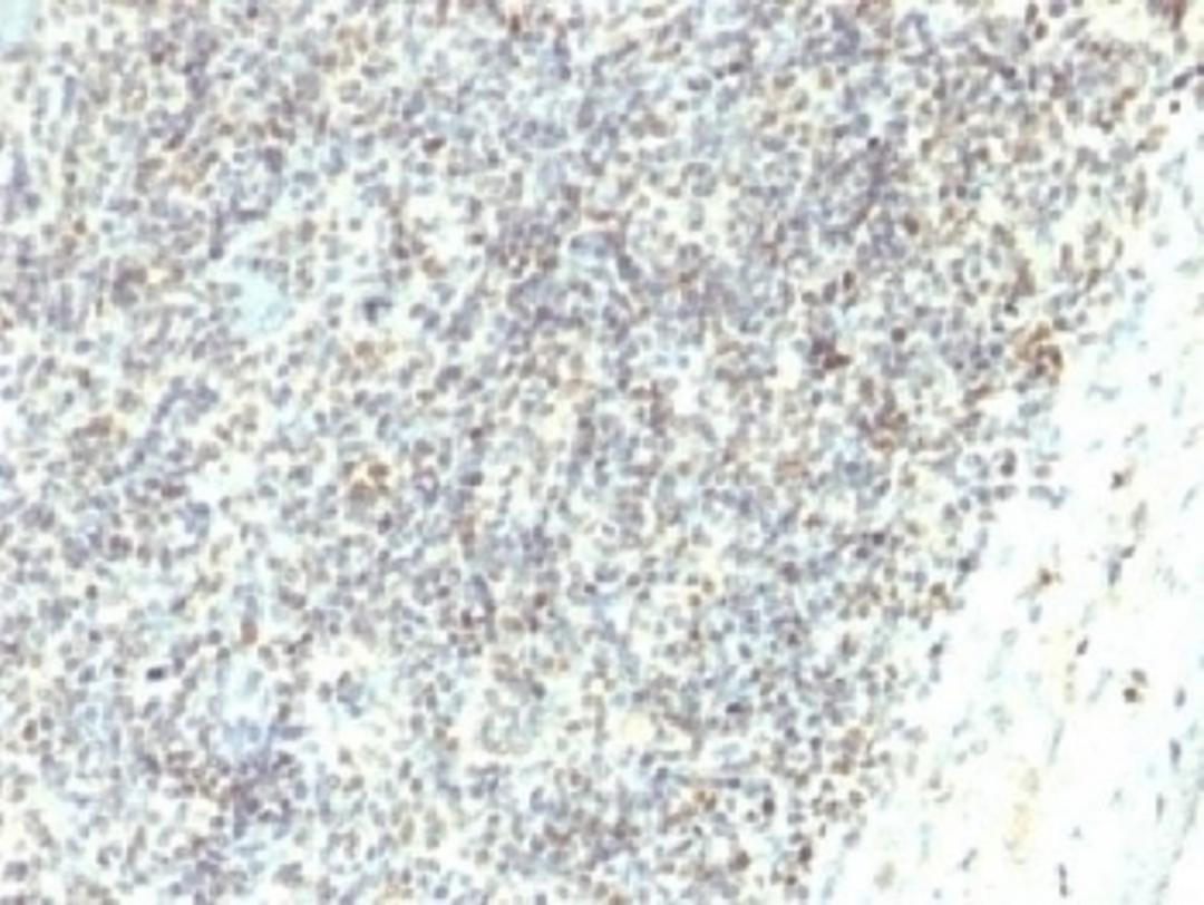 IHC testing of FFPE human spleen with ETS1 antibody (clone ETS1/1282). Required HIER: boil tissue sections in 10mM Tris with 1mM EDTA, pH 9, for 10-20 min followed by cooling at RT for 20 min.