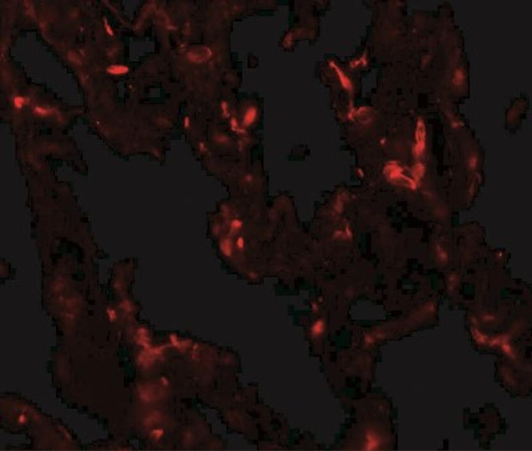 Immunocytochemistry/Immunofluorescence: TTF1 / NKX2.1 Antibody [NBP2-41160] - Immunofluorescence of NKX2-1 in human lung tissue with NKX2-1 antibody at 20 ug/mL.