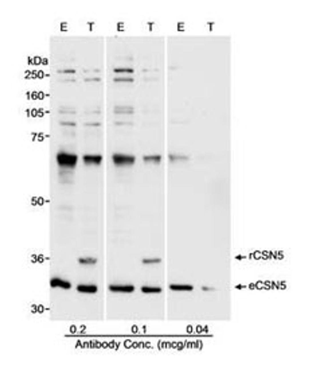 Detection of human CSN5 by western blot.