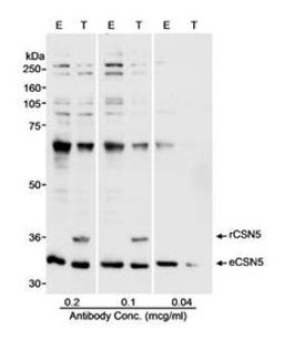 Detection of human CSN5 by western blot.