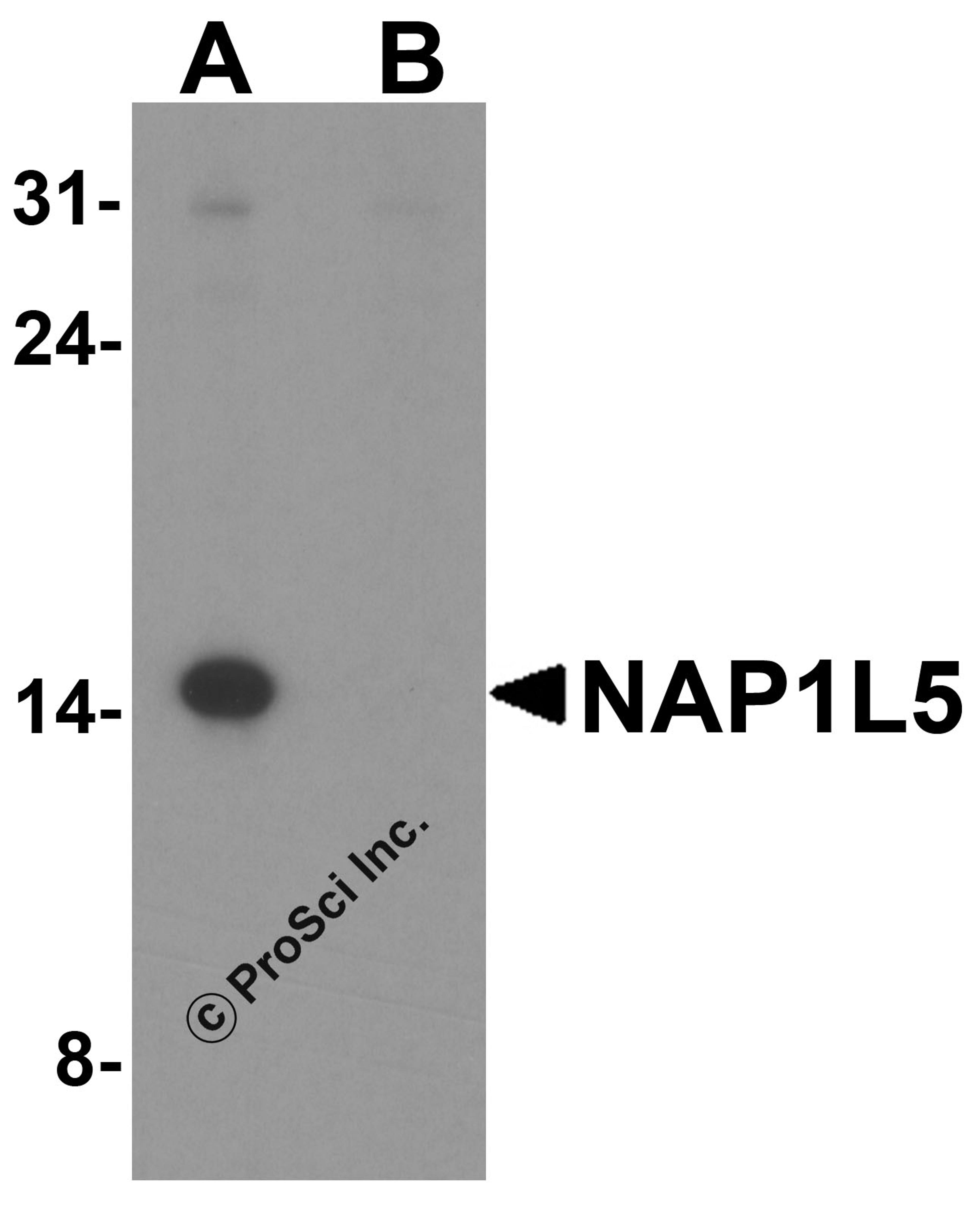 Western blot analysis of NAP1L5 in EL4 cell lysate with NAP1L5 antibody at 1 μg/ml in (A) the absence and (B) the presence of blocking peptide.
