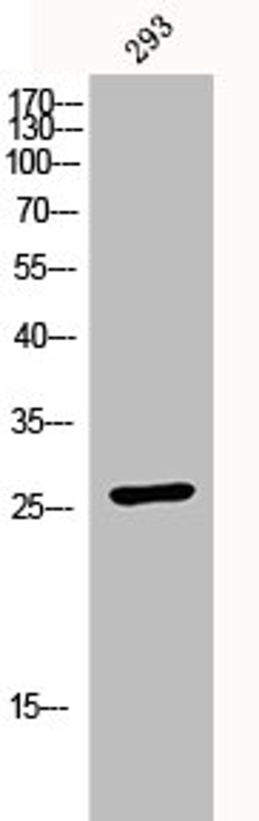 Western Blot analysis of 293 cells using p27 Polyclonal Antibody