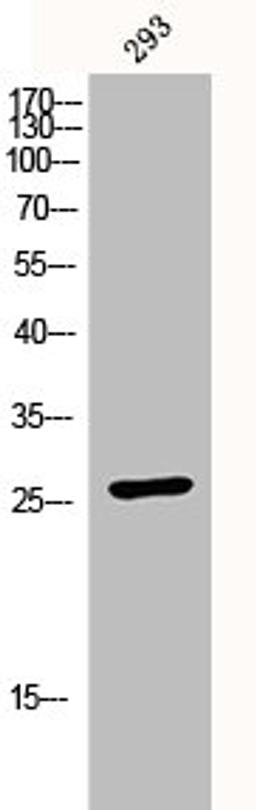 Western Blot analysis of 293 cells using p27 Polyclonal Antibody