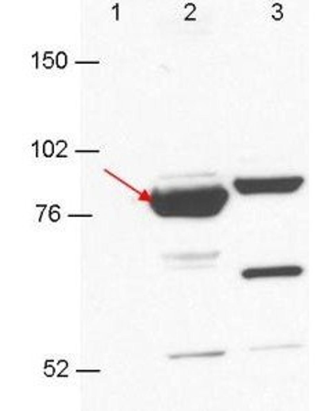 Western blot analysis of 293T cell extracts. Lane 1: GFP-transfected. Lane 2: Esrp-1 transfected (arrow). Lane 3: Esrp-2 transfected using Esrp-1/2 antibody