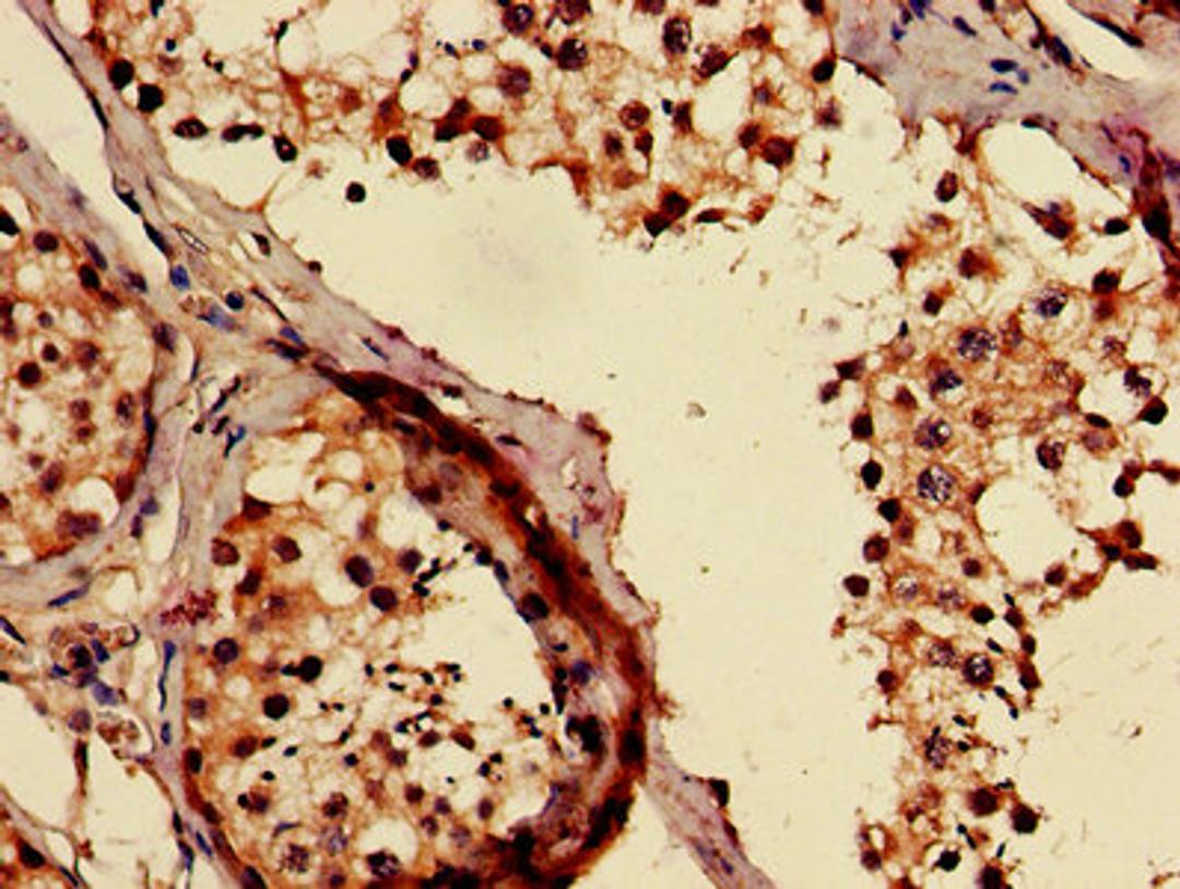 IHC image of CSB-PA891784LA01HU diluted at 1:500 and staining in paraffin-embedded human testis tissue performed on a Leica BondTM system. After dewaxing and hydration, antigen retrieval was mediated by high pressure in a citrate buffer (pH 6.0). Section was blocked with 10% normal goat serum 30min at RT. Then primary antibody (1% BSA) was incubated at 4&deg;C overnight. The primary is detected by a biotinylated secondary antibody and visualized using an HRP conjugated SP system.