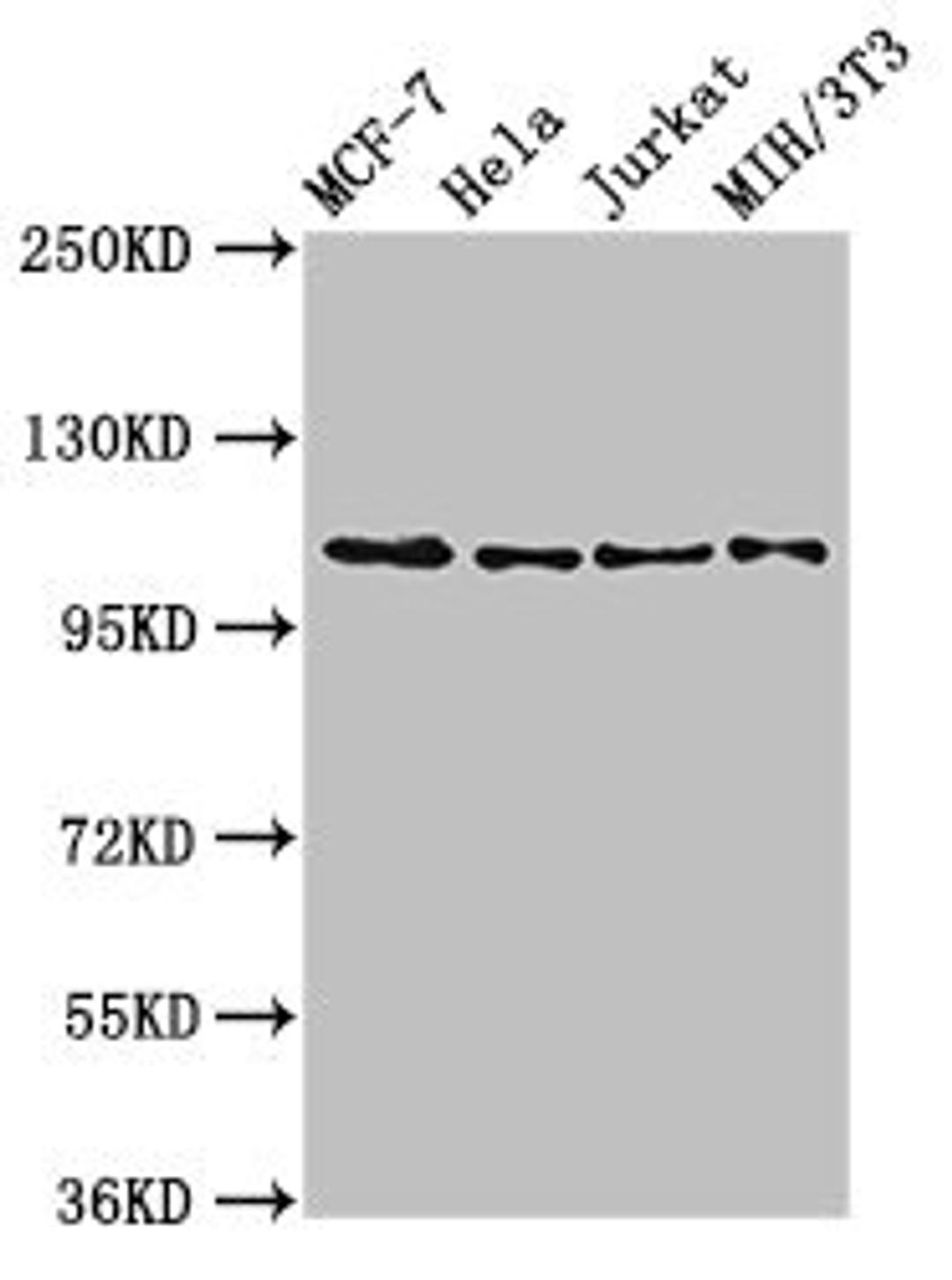 Western Blot. Positive WB detected in: MCF-7 whole cell lysate, Hela whole cell lysate, Jurkat whole cell lysate, NIH/3T3 whole cell lysate. All lanes: EPHB3 antibody at 2.7ug/ml. Secondary. Goat polyclonal to rabbit IgG at 1/50000 dilution. Predicted band size: 111 kDa. Observed band size: 111 kDa.