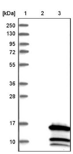 Western Blot: CCDC23 Antibody [NBP1-81071] - Lane 1: Marker [kDa] 250, 130, 95, 72, 55, 36, 28, 17, 10<br/>Lane 2: Negative control (vector only transfected HEK293T lysate)<br/>Lane 3: Over-expression lysate (Co-expressed with a C-terminal myc-DDK tag (~3.1 kDa) in mammalian HEK293T cells, LY403705)