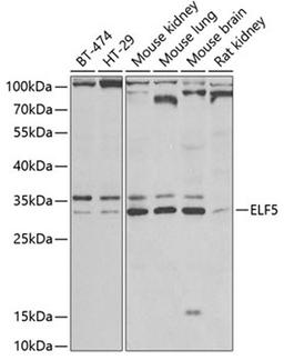 Western blot - ELF5 antibody (A7181)