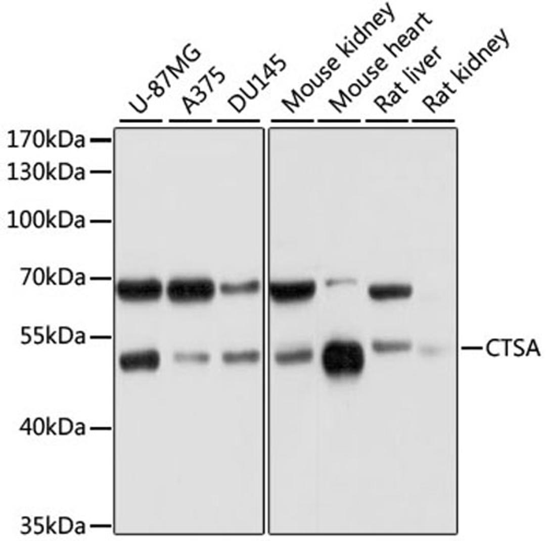 Western blot - CTSA antibody (A5503)