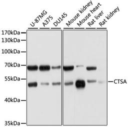 Western blot - CTSA antibody (A5503)