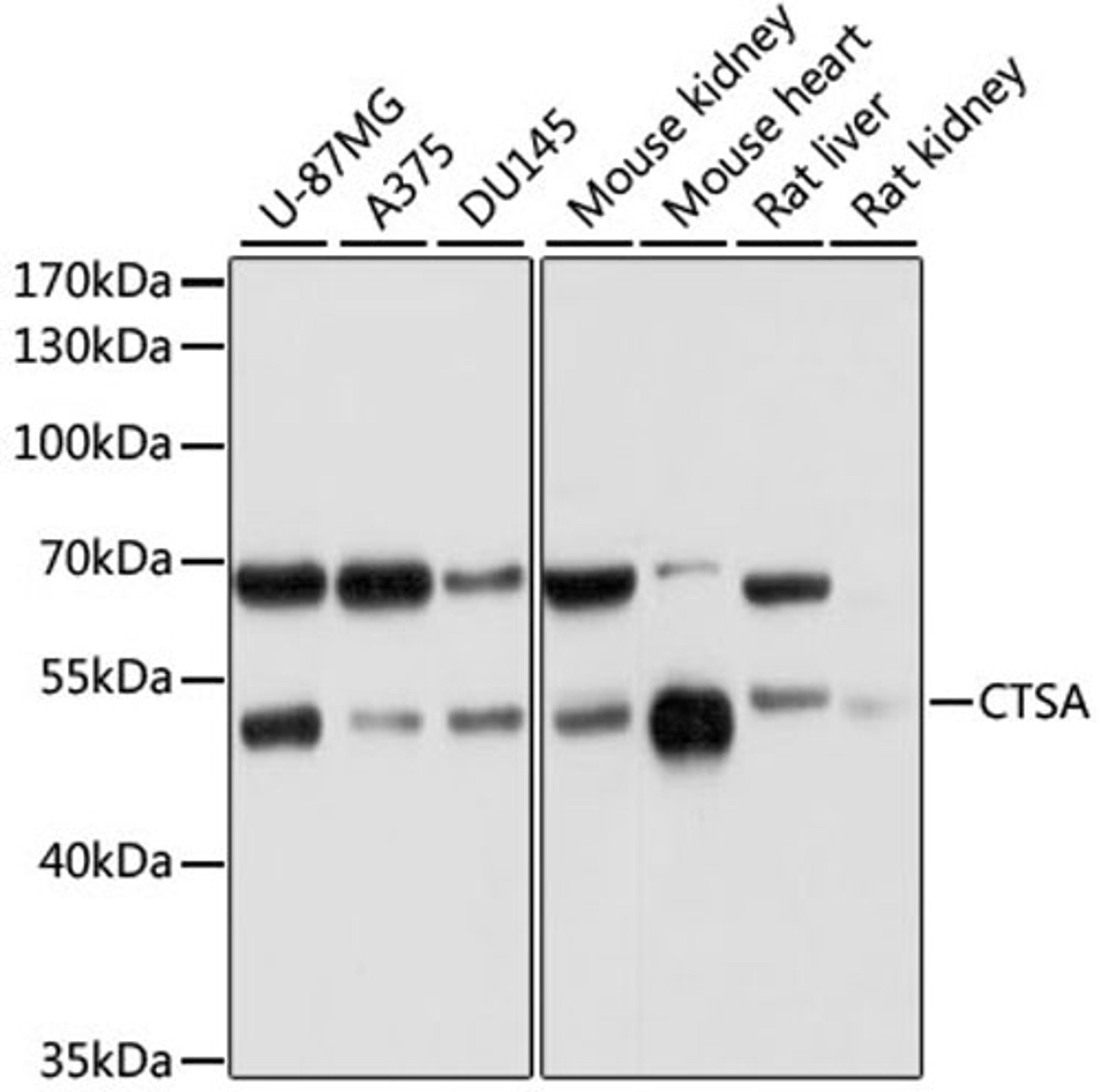 Western blot - CTSA antibody (A5503)