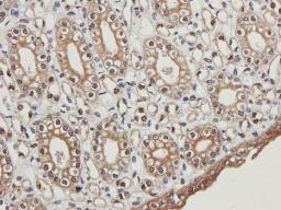 Immunohistochemical staining of guinea pig kidney tissue using anti-C5b-9 (2.5 ug/ml)