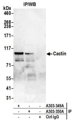 Detection of human Cactin by western blot of immunoprecipitates.