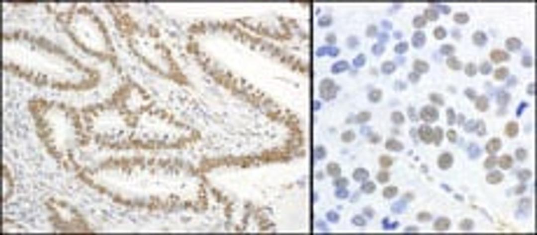 Detection of human and mouse Phospho-XRCC1-S485/T488 by immunohistochemistry.