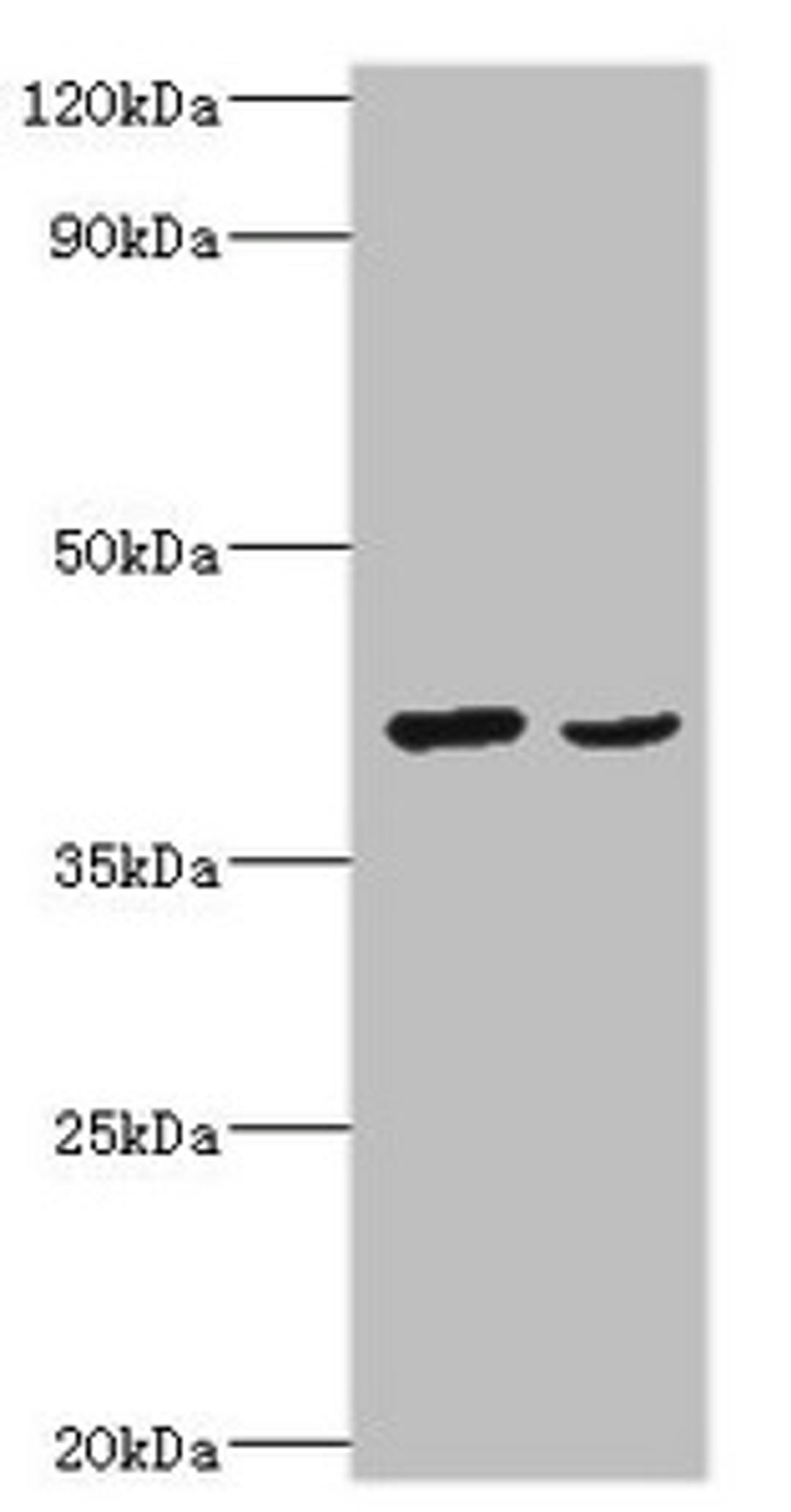 Western blot. All lanes: Protein Wnt-2 antibody at 2ug/ml. Lane 1: HepG2 whole cell lysate. Lane 2: MCF-7 whole cell lysate. Secondary. Goat polyclonal to rabbit IgG at 1/10000 dilution. Predicted band size: 40 kDa. Observed band size: 40 kDa.