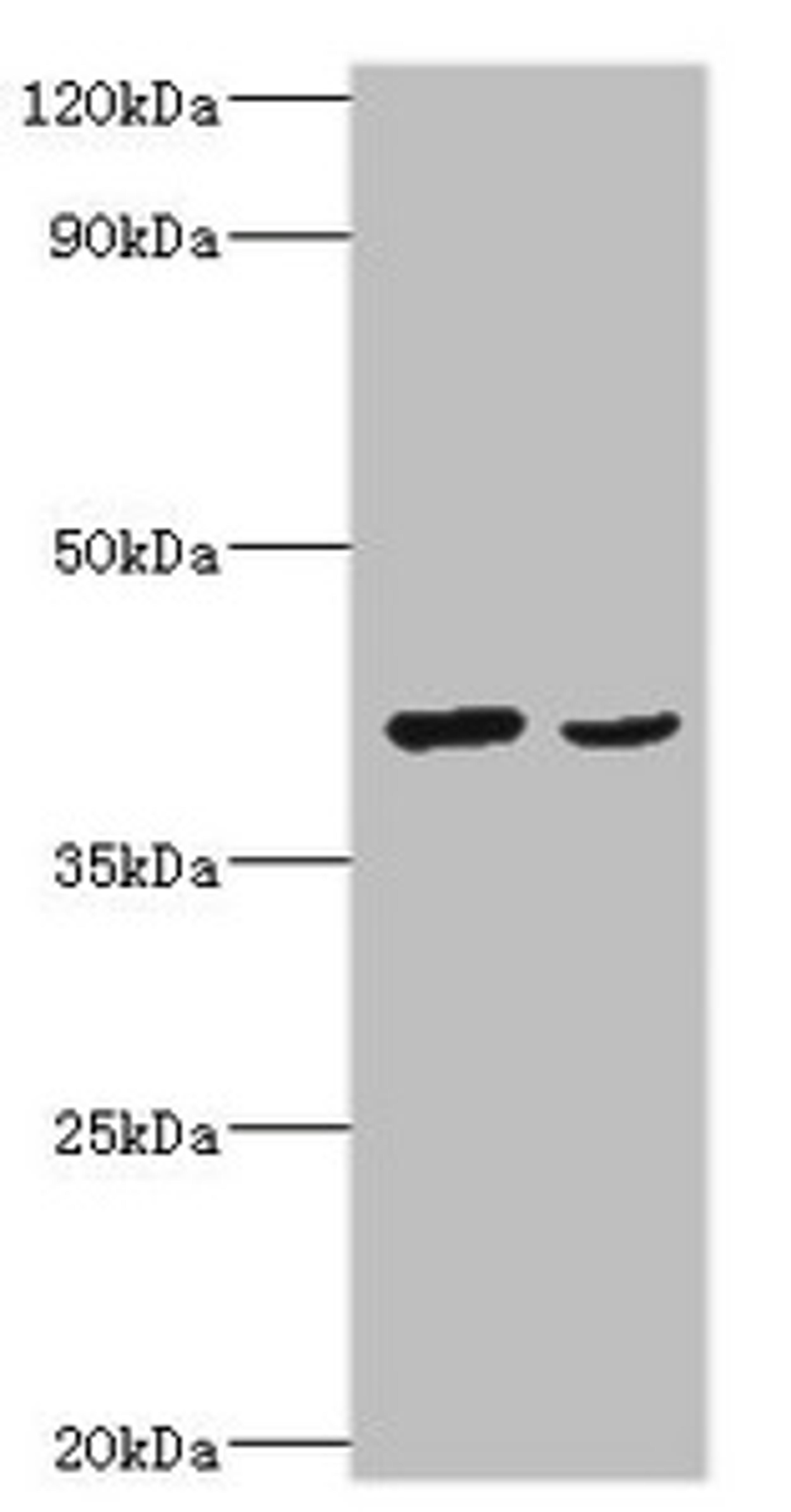 Western blot. All lanes: Protein Wnt-2 antibody at 2ug/ml. Lane 1: HepG2 whole cell lysate. Lane 2: MCF-7 whole cell lysate. Secondary. Goat polyclonal to rabbit IgG at 1/10000 dilution. Predicted band size: 40 kDa. Observed band size: 40 kDa.