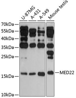 Western blot - MED22 antibody (A13825)