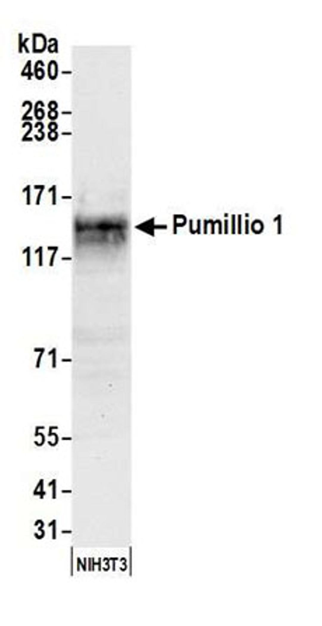 Detection of mouse Pumillio 1 by western blot.