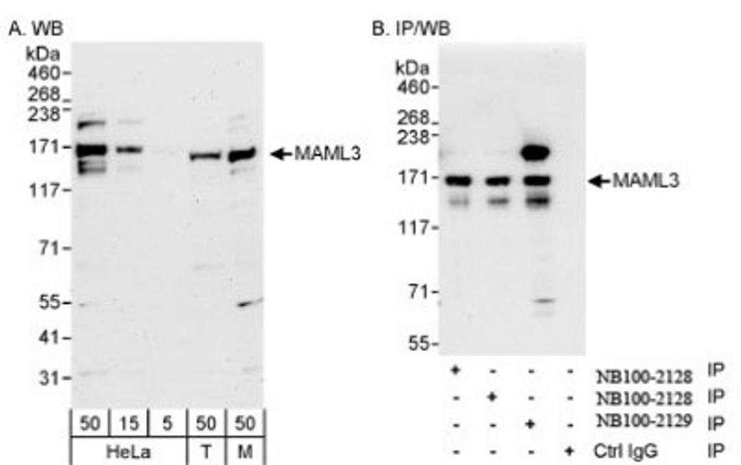 Western Blot: MAML3 Antibody [NB100-2129] - Western Blot and Immunoprecipitation. Whole cell lysate from HeLa, 293T and mouse NIH3T3 cells. Affinity purified rabbit anti-MAML3 antibody NB100-2129. MAML3 was also immunoprecipitated  by rabbit anti-MAML3 NB100-2128.