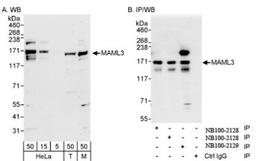 Western Blot: MAML3 Antibody [NB100-2129] - Western Blot and Immunoprecipitation. Whole cell lysate from HeLa, 293T and mouse NIH3T3 cells. Affinity purified rabbit anti-MAML3 antibody NB100-2129. MAML3 was also immunoprecipitated  by rabbit anti-MAML3 NB100-2128.