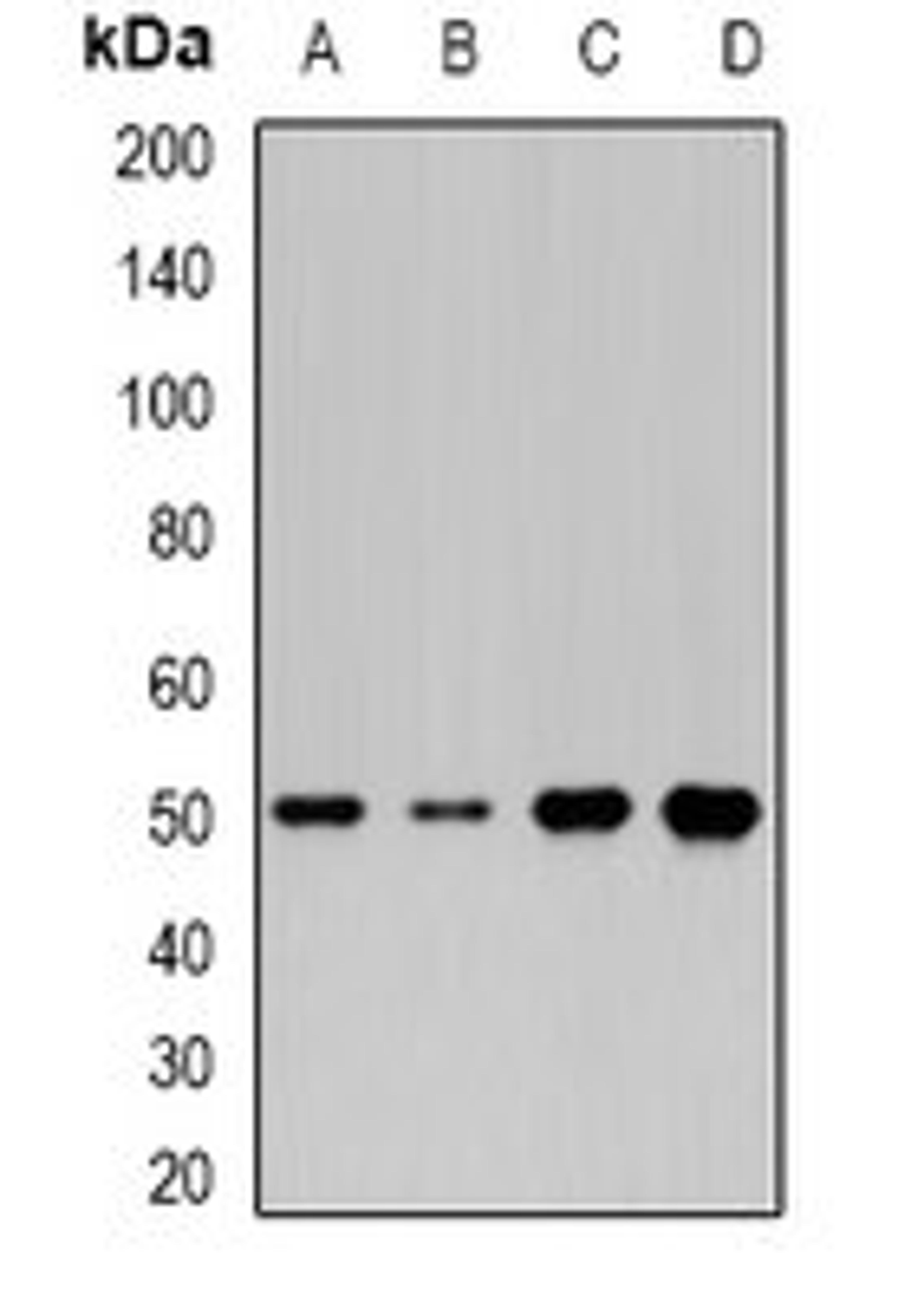 Western blot analysis of HepG2 (Lane1), Jurkat (Lane2), mouse liver (Lane3), rat heart (Lane4) whole cell lysates using MOCS3 antibody