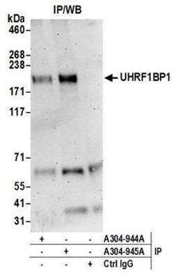 Detection of human UHRF1BP1 by western blot of immunoprecipitates.