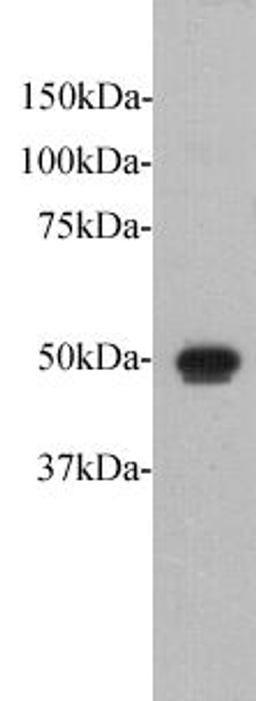 Western Blot analysis of Fat1 recombinant protein using Protocadherin Fat1 antibody