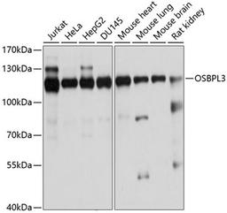 Western blot - OSBPL3 antibody (A4604)