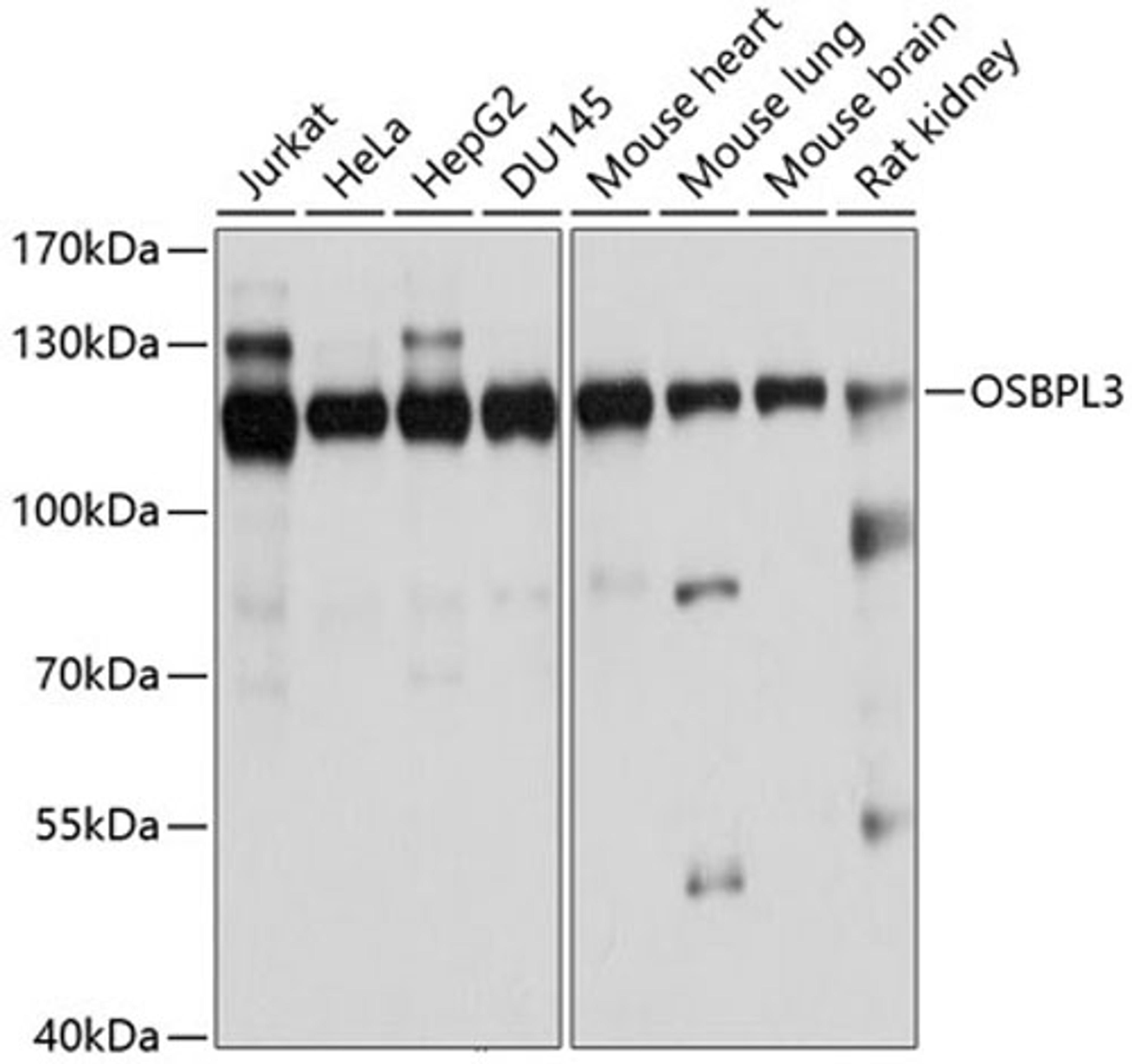 Western blot - OSBPL3 antibody (A4604)