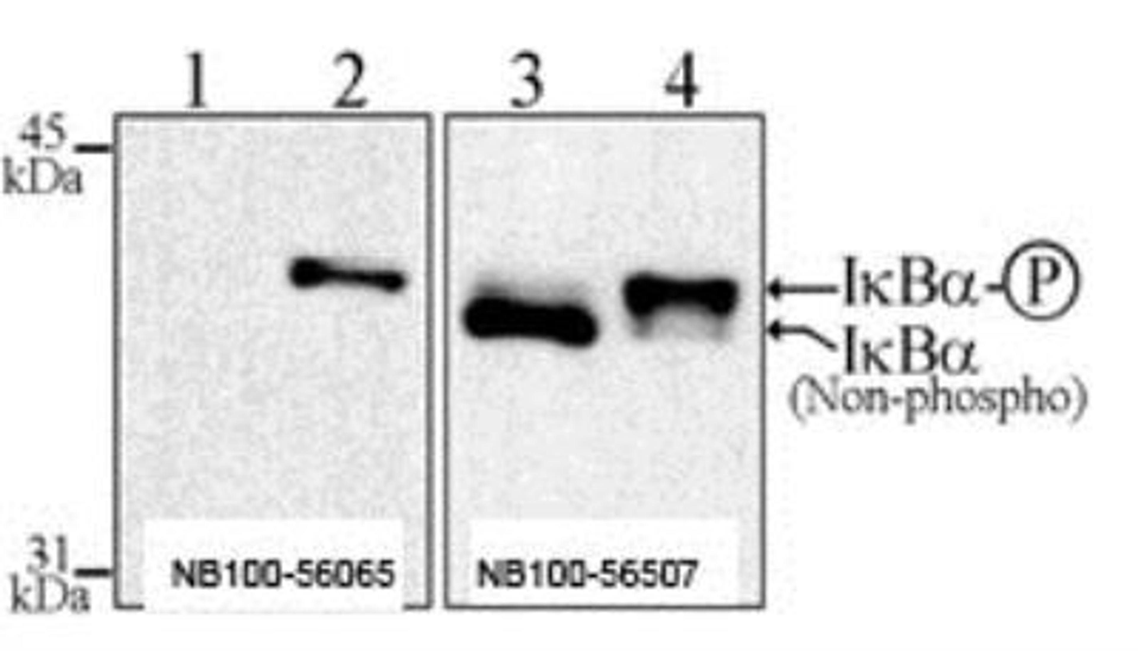 Immunoprecipitation: IkB-alpha [p Ser32, p Ser36] Antibody (39A1413) [NB100-56724] - Analysis using the Biotin conjugate of NB100-56724. Detection of Jurkat cells were treated for 30 min with 100 ug/ml ALLN (N-Acetyl-Leu-Leu-Norleucinal; a Calpain inhibitor and also proteasome inhibitor that prevents IkBa dephosphorylation) followed by incubation with (lanes 2 & 4) or without 1 nM TNF-a (1 & 3). The membranes were blotted with this antibody.