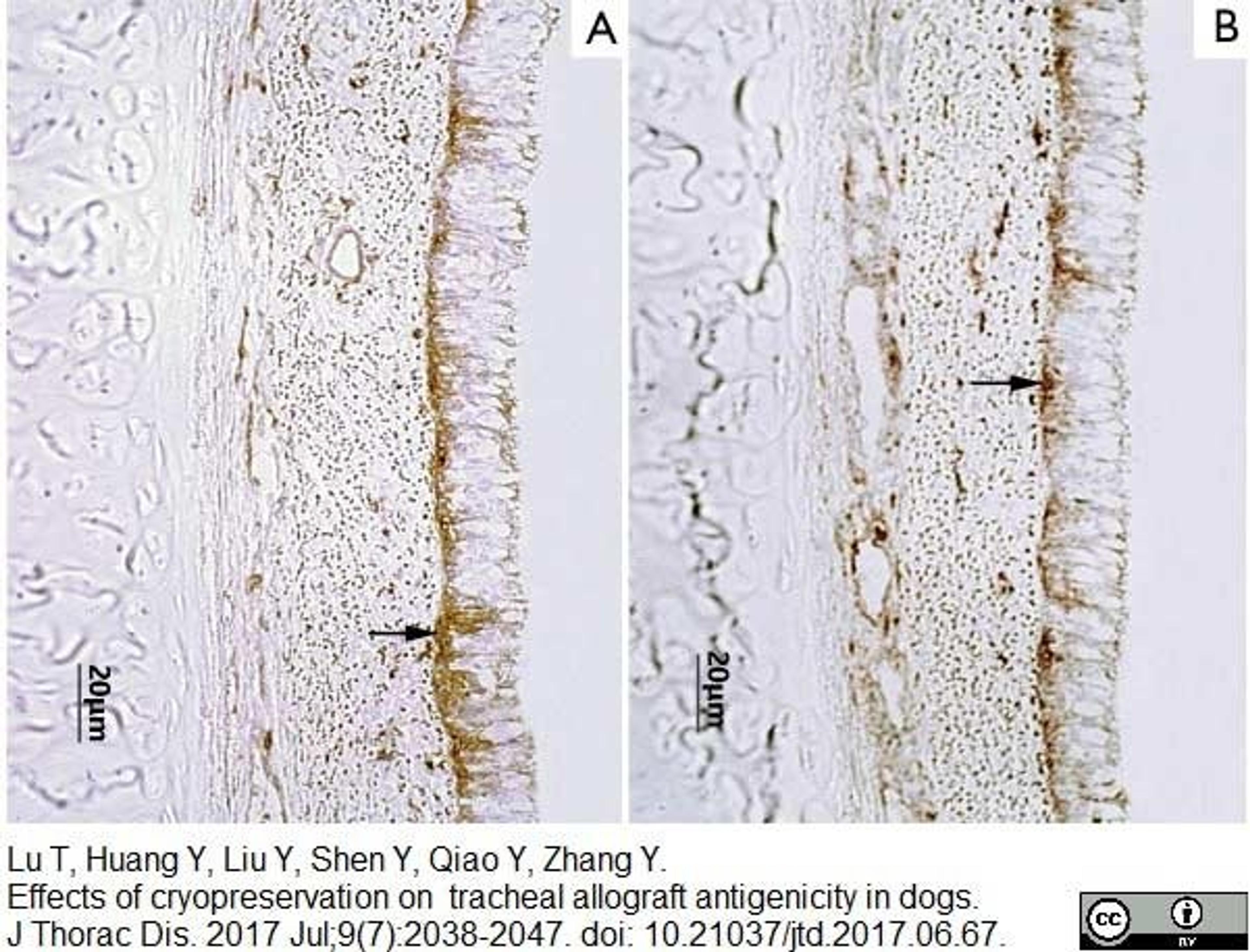 Rat anti Canine MHC Class II antibody used for immunolabelling of canine skin sections