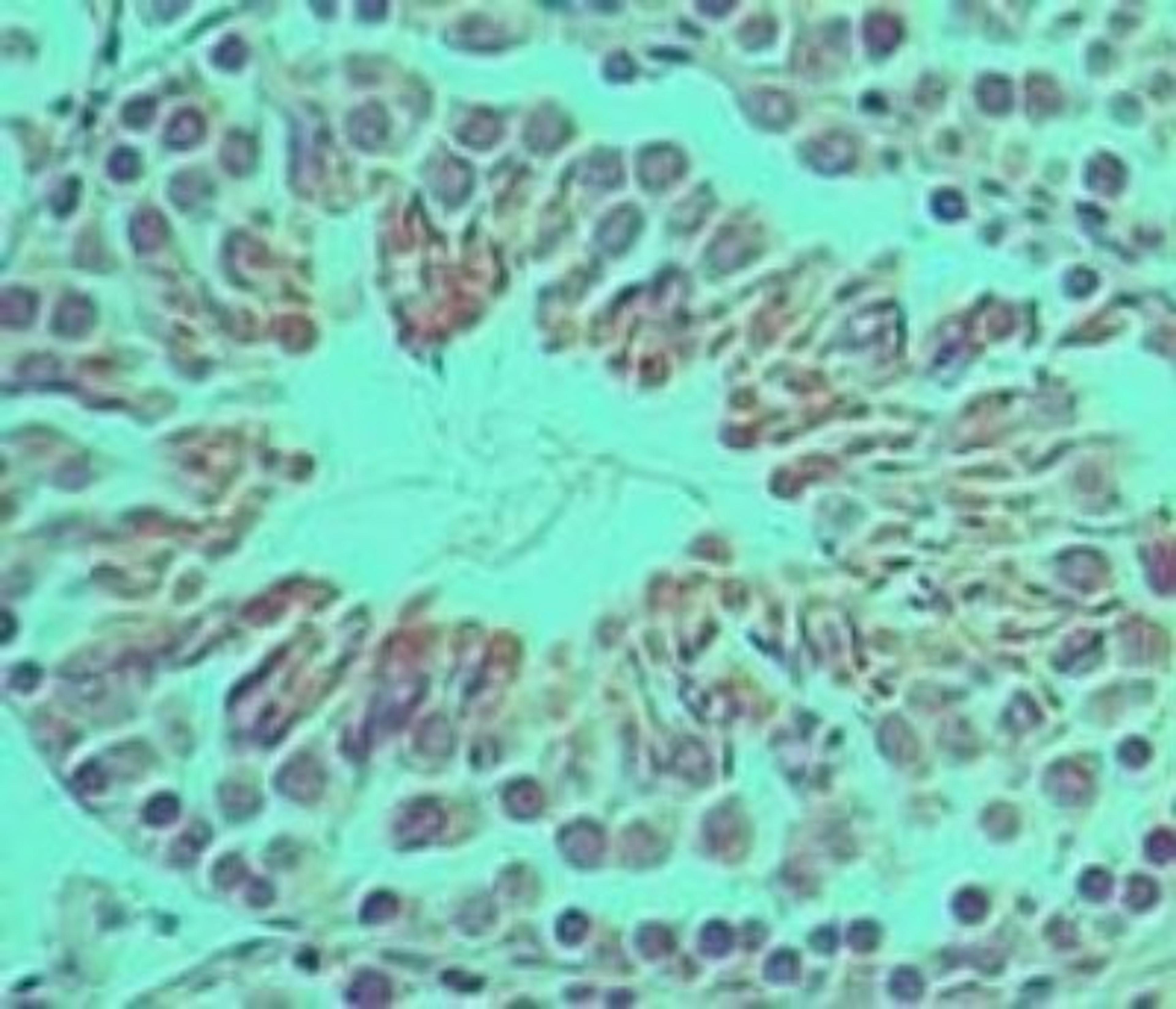 Immunohistochemistry-Paraffin: Ifi204 Antibody [NBP2-27153] - analysis of Ifi204 in formalin-fixed, paraffin-embedded mouse testis tissue using this antibody at 5 ug/ml.