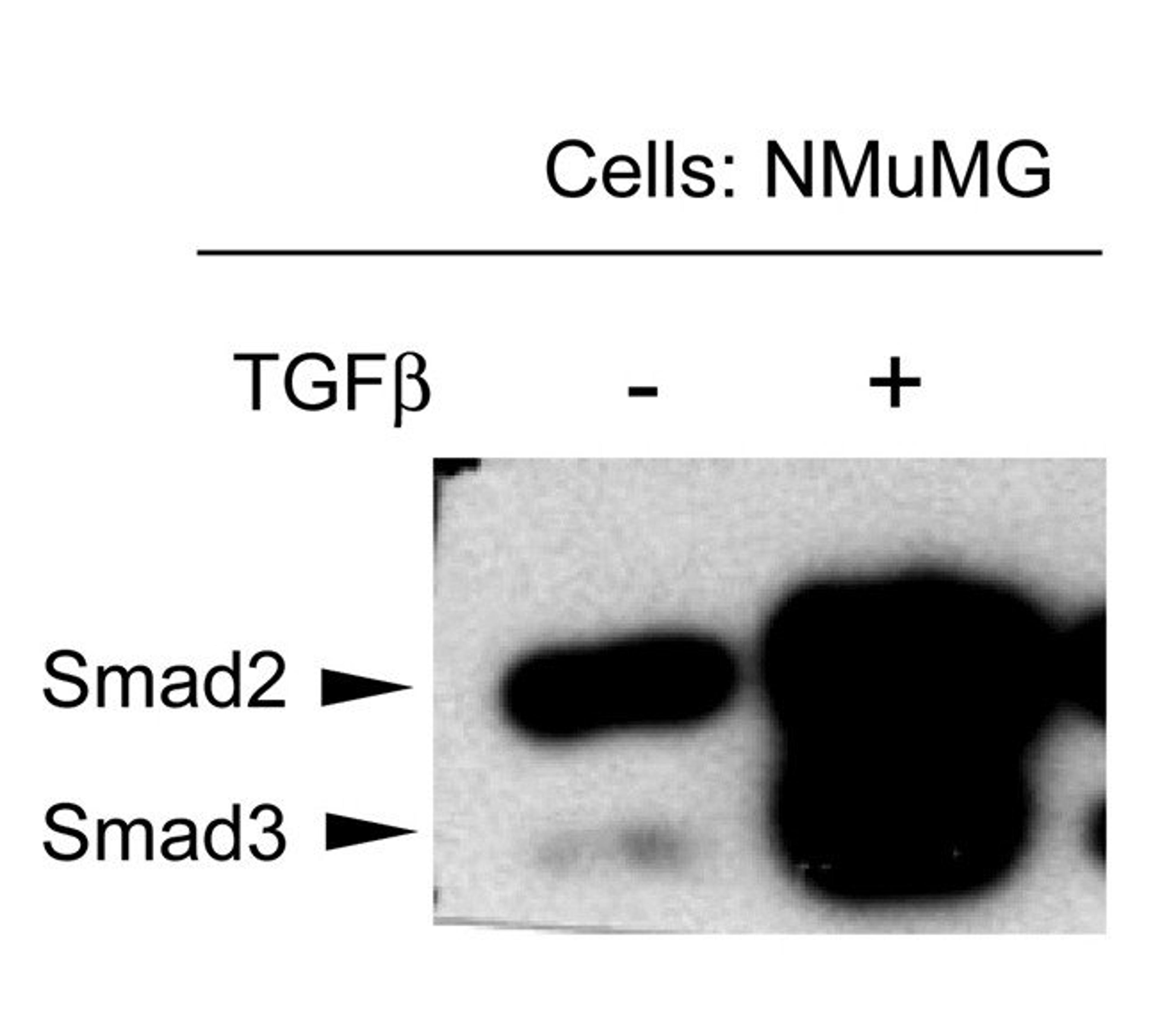 Western blot analysis of mouse mammary epithelial cells using SMAD3 (phospho-T179) antibody