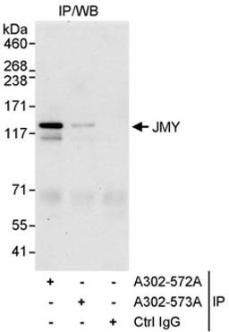 Detection of human JMY by western blot of immunoprecipitates.