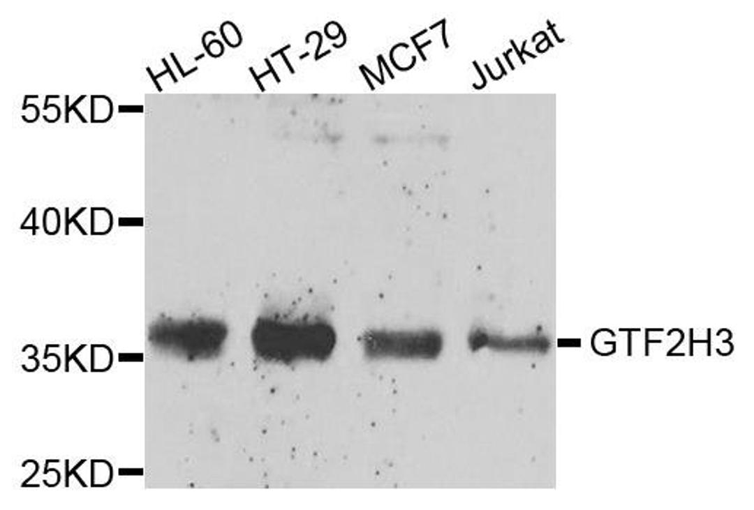 Western blot analysis of extracts of various cells using GTF2H3 antibody