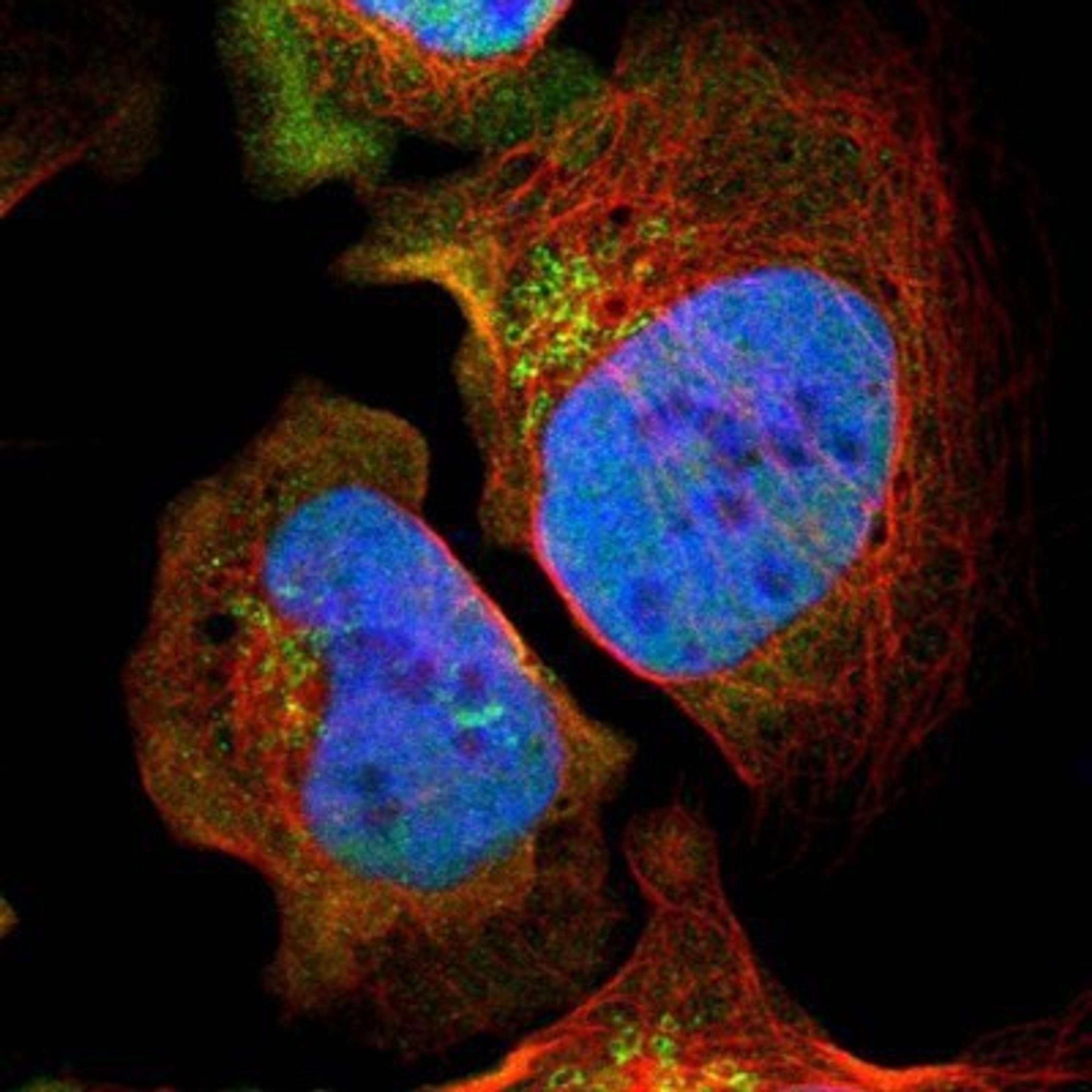 Immunocytochemistry/Immunofluorescence: TAF7 Antibody [NBP1-80704] - Staining of human cell line U-2 OS shows positivity in nucleus but not nucleoli & golgi apparatus.