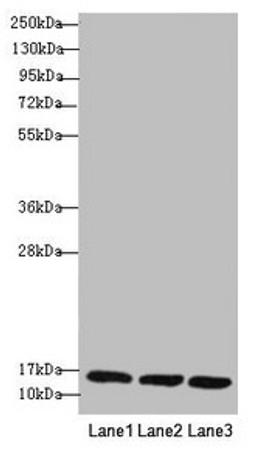 Western blot. All lanes: REEP5 antibody at 1.02µg/ml. Lane 1: MCF-7 whole cell lysate. Lane 2: K562 whole cell lysate. Lane 3: Hela whole cell lysate. Secondary. Goat polyclonal to rabbit IgG at 1/10000 dilution. Predicted band size: 22, 15 kDa. Observed band size: 15 kDa